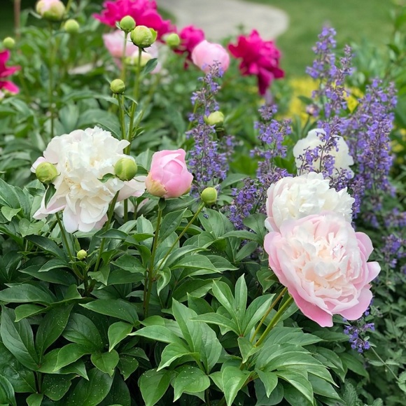 Alice + Olivia | Rowa Smocked Eyelet Floral & Butterfly Blouse, Size XS - Picture 14 of 14